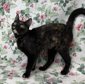 261250  Tatum -  Domestic Short Hair Cat for Adoption in Wetumpka, Alabama - 261250  Tatum | PetCurious