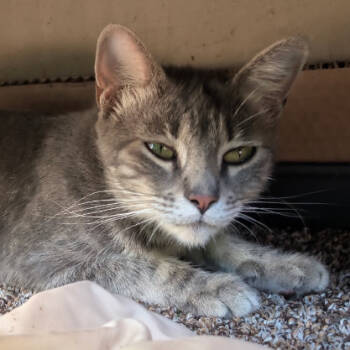 Rescue Domestic Short Hair Cats for Adoption in Marshall, Texas - Minnie | PetCurious