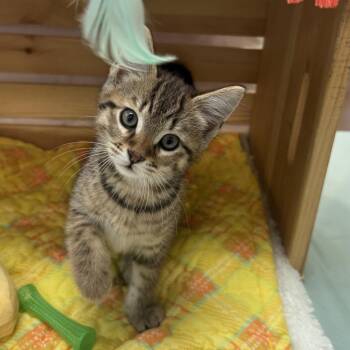Domestic Short Hair Cats Available for Adoption in Lynchburg, Virginia - Tulip | PetCurious