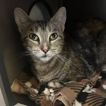 Hula Hoop -  Domestic Short Hair Cat for Adoption in Walnut Creek, California - Hula Hoop | PetCurious