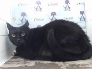 Rescue Domestic Short Hair Cats for Adoption in Orlando, Florida - MARLIN | PetCurious