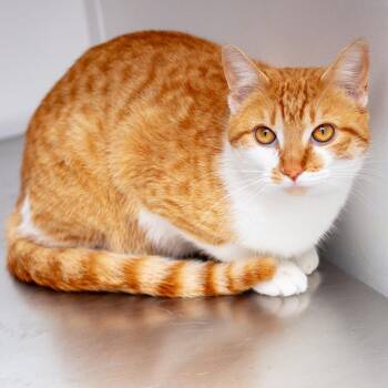 Domestic Short Hair Cats Available for Adoption - Mogli | PetCurious