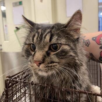 Mishko -  Maine Coon Cat for Adoption in Chicago, Illinois - Mishko | PetCurious