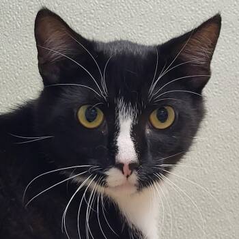 B1 -  Domestic Short Hair Cat for Adoption in Grayslake, Illinois - B1 | PetCurious
