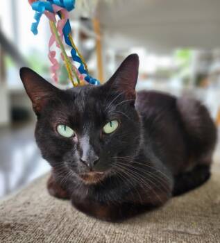 Rescue Domestic Short Hair Cats for Adoption in Lexington, Kentucky - Popeye | PetCurious