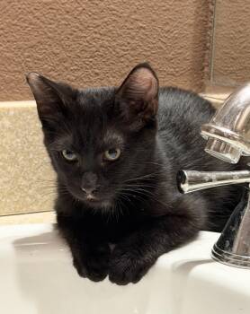 Andy -  Domestic Short Hair Cat for Adoption in Oceanside, California - Andy | PetCurious