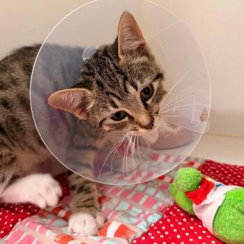 Jeremia -  Domestic Short Hair Cat for Adoption in Gainesville, Florida - Jeremia | PetCurious