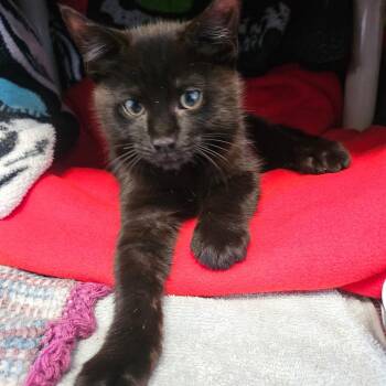 Domestic Short Hair Cats Available for Adoption in Dover, New Hampshire - Buzz | PetCurious