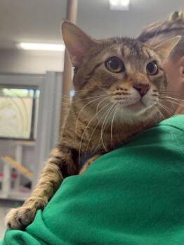 Domestic Short Hair Cats Available for Adoption in Fort Worth, Texas - Thistle | PetCurious