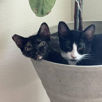 Ratatouille -  Domestic Short Hair Cat for Adoption in Las Vegas, Nevada - Ratatouille | PetCurious