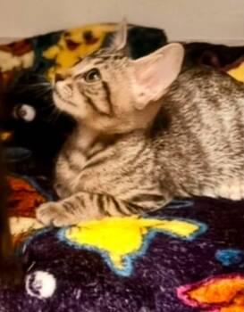 Dewey -  Domestic Short Hair Cat for Adoption in Magnolia, Texas - Dewey | PetCurious