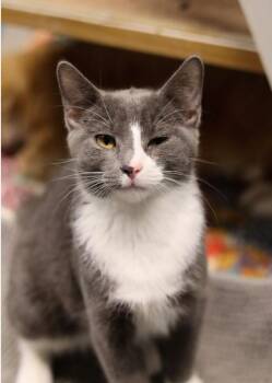 Zeb Chico -  Domestic Short Hair Cat for Adoption in Chicago, Illinois - Zeb Chico | PetCurious