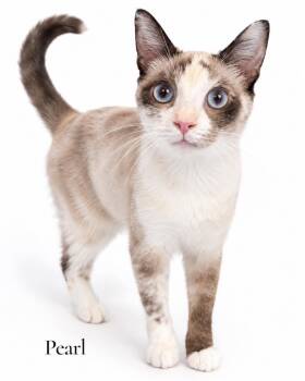 Pearl -  Domestic Short Hair Cat for Adoption in Stevensville, Michigan - Pearl | PetCurious