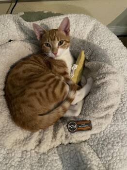 Domestic Short Hair and Tabby Cats Available for Adoption - Finn | PetCurious