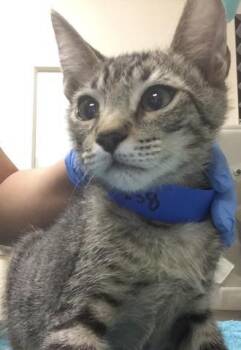 Domestic Short Hair Cats Available for Adoption - THEO | PetCurious