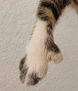 Extra Toes Cat Hemingway Polydactyl and Tabby Cats Available for Adoption in Fort Myers, Florida - Jasper | PetCurious