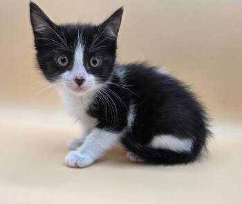 Mazie -  Tuxedo and Domestic Medium Hair Cat for Adoption in Mobile, Alabama - Mazie | PetCurious