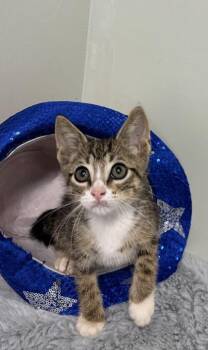 Buster -  Domestic Short Hair Cat for Adoption in Picayune, Mississippi - Buster | PetCurious