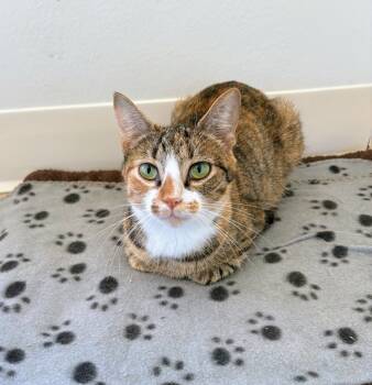 Rescue Domestic Short Hair Cats for Adoption in Chapel Hill, North Carolina - MAGGIE | PetCurious