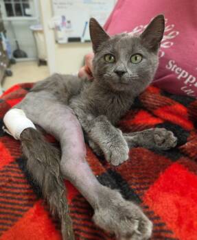 Rescue Domestic Short Hair Cats for Adoption in La Crescent, Minnesota - HOPPER | PetCurious