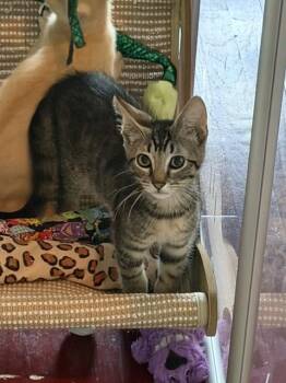 Tiger -  Domestic Short Hair Cat for Adoption in Manorville, New York - Tiger | PetCurious