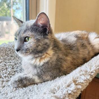 Smokey -  Dilute Tortoiseshell Cat for Adoption in Sedalia, Missouri - Smokey | PetCurious