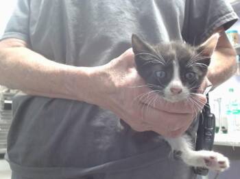ZONDRA -  Domestic Short Hair Cat for Adoption in Albuquerque, New Mexico - ZONDRA | PetCurious