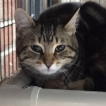 Derek -  Domestic Short Hair Cat for Adoption in Camden, Delaware - Derek | PetCurious
