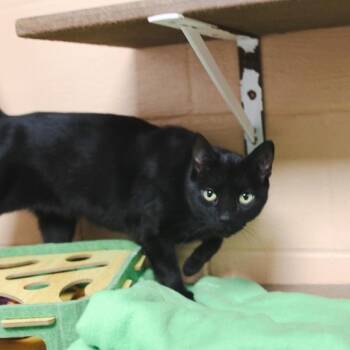 Domestic Short Hair Cats Available for Adoption - Tortoise  | PetCurious