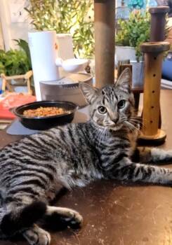 Rescue Domestic Short Hair Cats for Adoption in Providence Forge, Virginia - Mochi | PetCurious