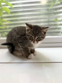 Wasabi -  Domestic Short Hair Cat for Adoption in Steinbach, Manitoba - Wasabi | PetCurious