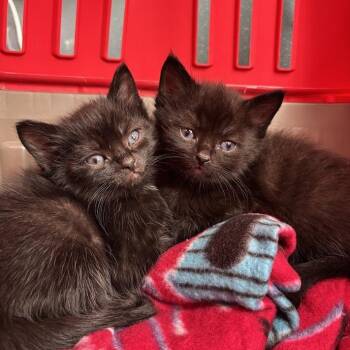Domestic Short Hair Cats Available for Adoption in North Charleston, South Carolina - Grim | PetCurious