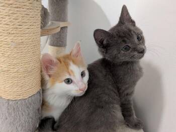 Rollback -  Domestic Long Hair Cat for Adoption in Mcpherson, Kansas - Rollback | PetCurious