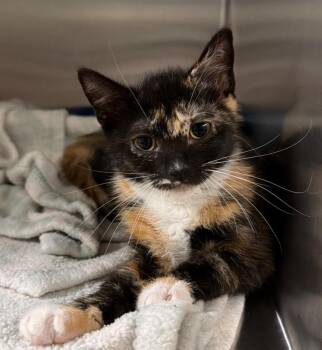 Morgan (Petsense) -  Domestic Short Hair Cat for Adoption in Ocala, Florida - Morgan (Petsense) | PetCurious