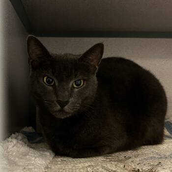 Domestic Short Hair Cats Available for Adoption in Port Charlotte, Florida - Plumpy | PetCurious