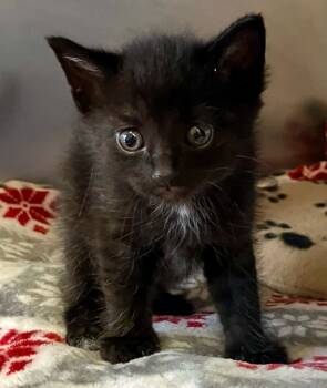 Rescue Domestic Short Hair Cats for Adoption in Lima, Ohio - Maliki | PetCurious