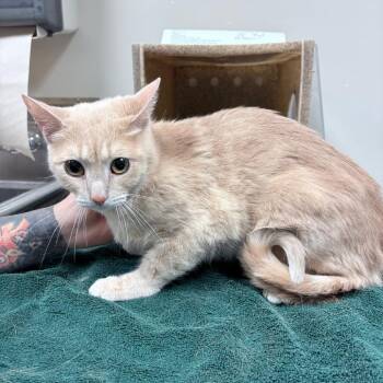 Ruby -  Domestic Short Hair Cat for Adoption in Reno, Nevada - Ruby | PetCurious