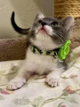Marta -  Domestic Short Hair and Calico Cat for Adoption in Green Valley, Arizona - Marta | PetCurious