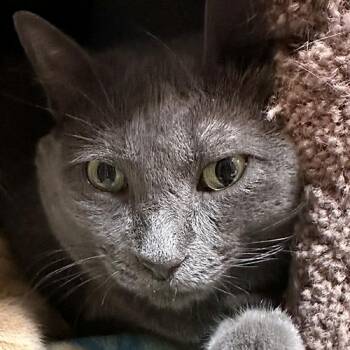 Domestic Short Hair Cats Available for Adoption in Crystal Lake, Illinois - Pewter | PetCurious