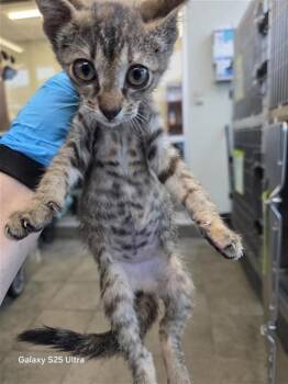 COOKIE -  Domestic Short Hair Cat for Adoption in San Antonio, Texas - COOKIE | PetCurious