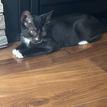 Wick -  Domestic Short Hair Cat for Adoption in Abbotsford, British Columbia - Wick | PetCurious