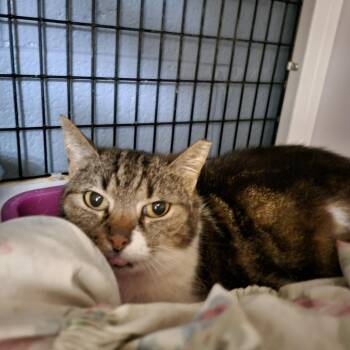 Domestic Short Hair Cats Available for Adoption in New York, New York - Huggie | PetCurious