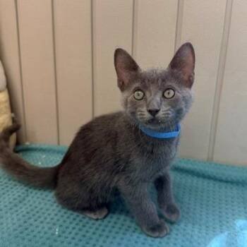 Hansen -  Domestic Short Hair Cat for Adoption in Long Beach, California - Hansen | PetCurious