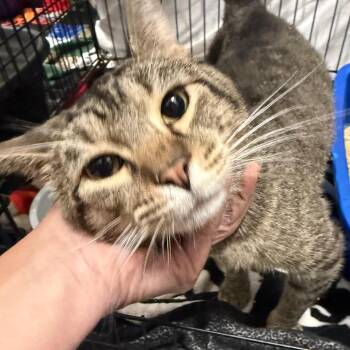 Ginko -  Domestic Short Hair Cat for Adoption in Normal, Illinois - Ginko | PetCurious