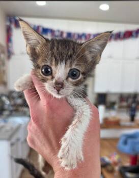Bennie -  Domestic Short Hair Cat for Adoption in Thatcher, Arizona - Bennie | PetCurious