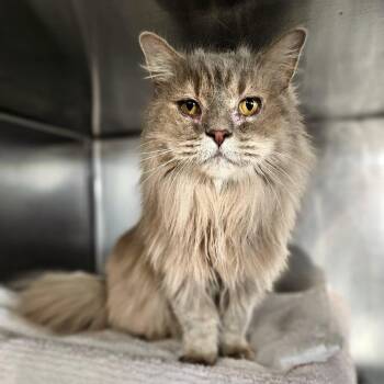 Domestic Long Hair Cats Available for Adoption - Willow | PetCurious