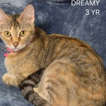 Rescue Domestic Short Hair Cats for Adoption in Fort Worth, Texas - Dreamy | PetCurious