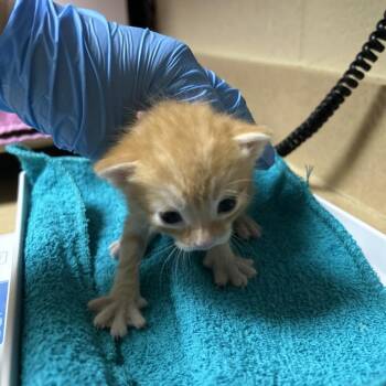 Pixie -  Domestic Short Hair Cat for Adoption in Cheyenne, Wyoming - Pixie | PetCurious