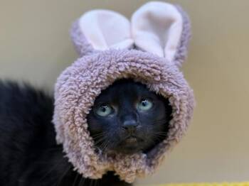 Tarragon -  Domestic Short Hair Cat for Adoption in Portland, Oregon - Tarragon | PetCurious