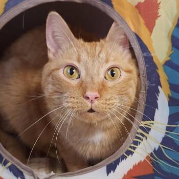 Fire -  Tabby Cat for Adoption in Marshfield, Wisconsin - Fire | PetCurious